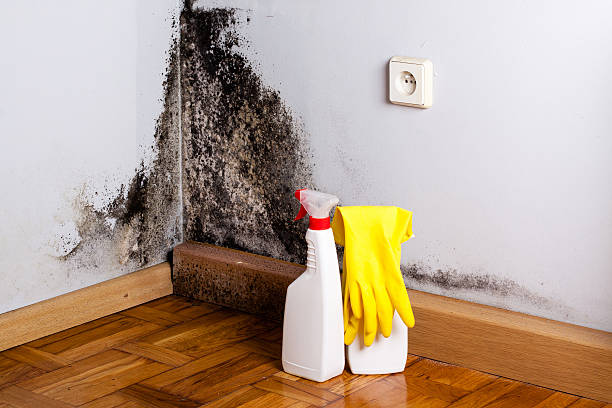 Reliable Scott Af, IL Water damage restoration Solutions